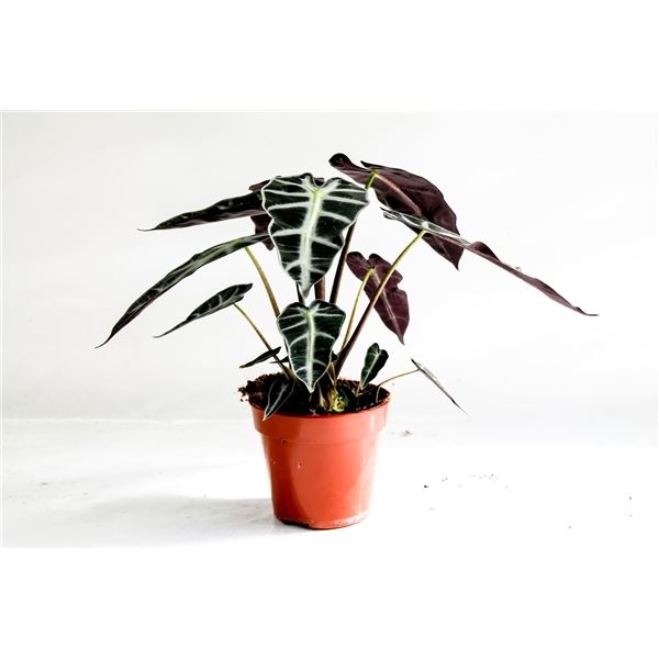 Alocasia dwerg 1 Alocasia dwerg