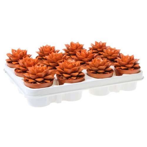 Echeveria rainbow purper orange