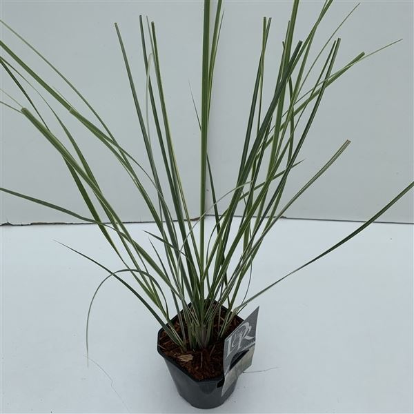 Cortaderia sell. mini silver pampas