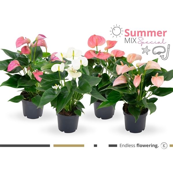 Anthurium andr. karma mix zomer 1 Anthurium andr. karma mix zomer