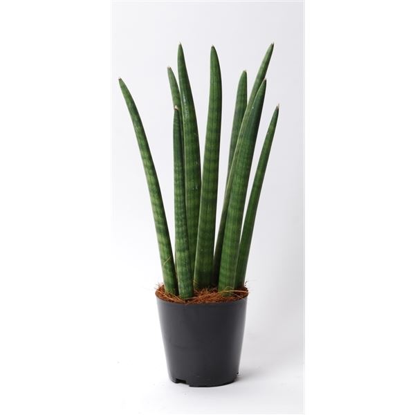Sansevieria cylindrica spaghetti