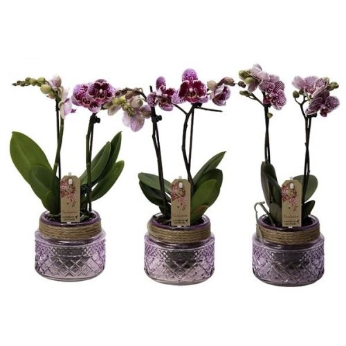 Phalaenopsis multiflora kolibri mix 12990exp