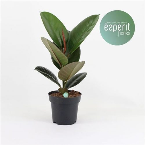 Ficus elastica robusta