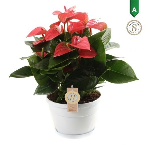 Anthurium andr. pink champion