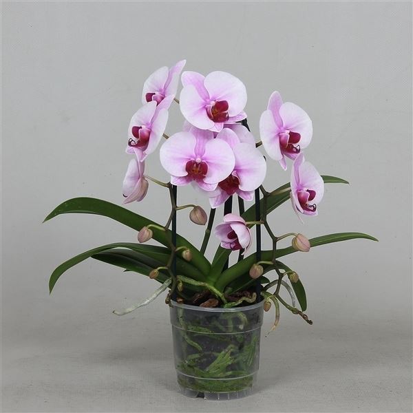 Phalaenopsis cascade super compact 1 Phalaenopsis cascade super compact