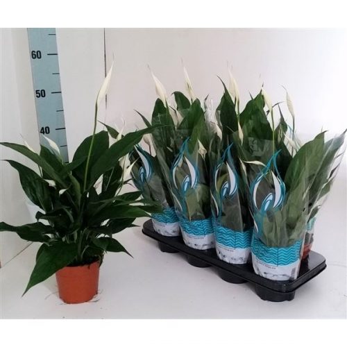 Spathiphyllum sweet rocco