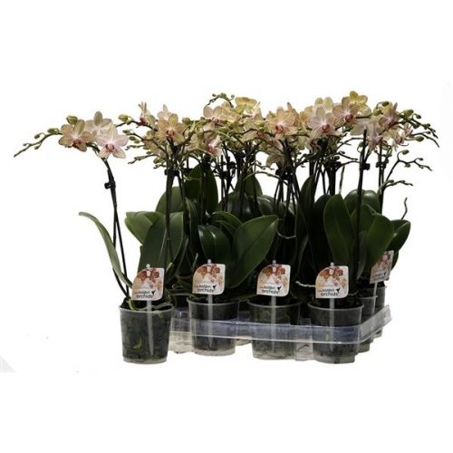 Phalaenopsis multiflora kolibri oranje