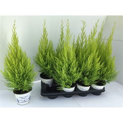 Cupressus macr. goldcrest wilma