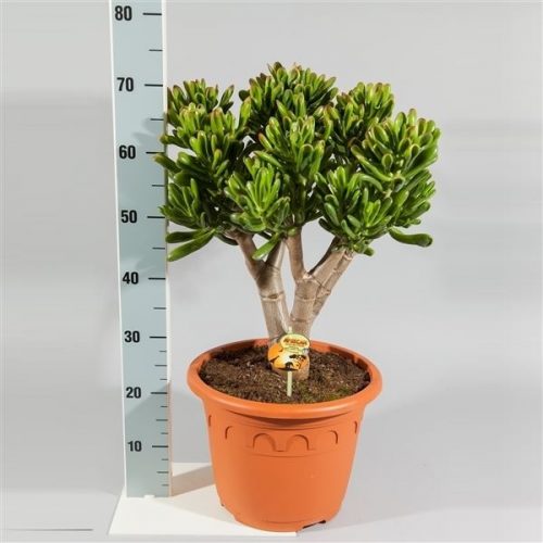 Crassula ovata red horn tree