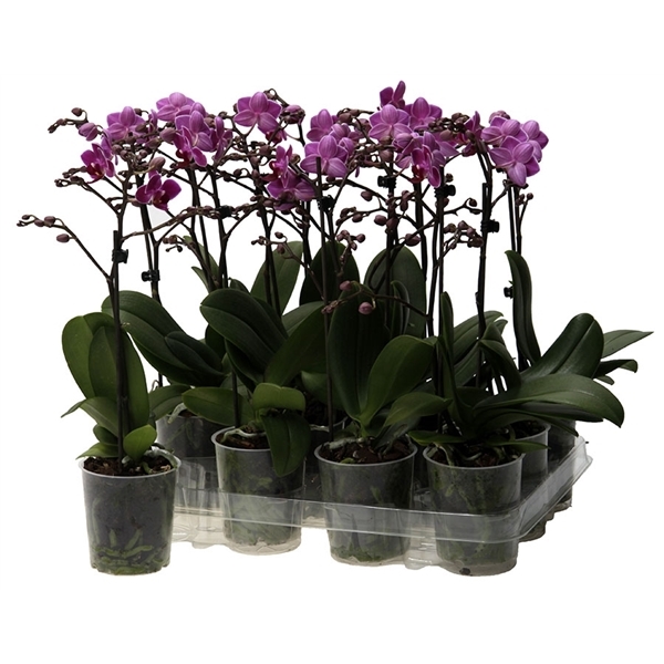 Phalaenopsis multiflora kolibri paars 1 Phalaenopsis multiflora kolibri paars