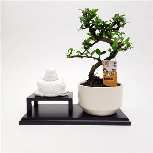 Bonsai dwergvorm loofhout