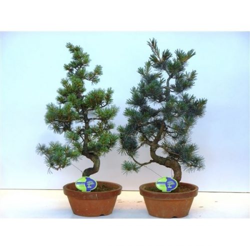 Pinus pentaphylla parviflora