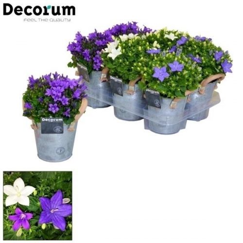 Campanula isoph. mix k176-370