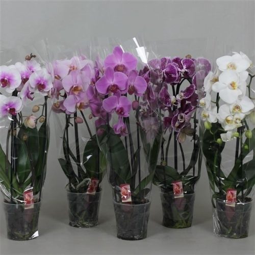 Phalaenopsis cascade mix basic