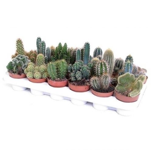 Cactus mix