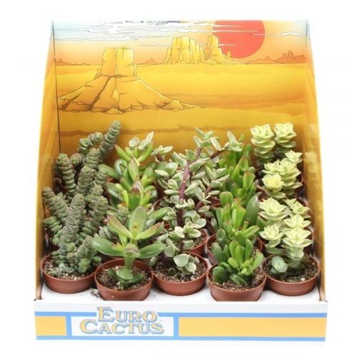 Crassula mix in showdoos pv5018