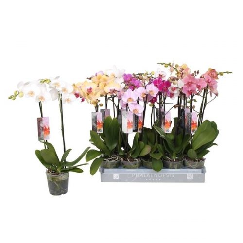 Phalaenopsis mix 7 kleuren