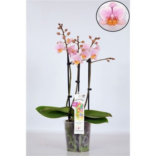 Phalaenopsis multiflora roze