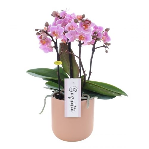 Phalaenopsis multiflora boquetto romantico