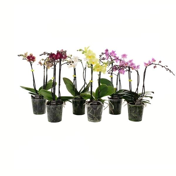 Phalaenopsis multiflora mix 1 Phalaenopsis multiflora mix