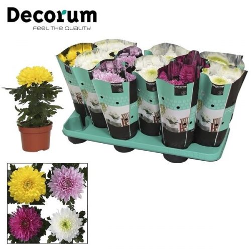 Chrysanthemum ind. supernova mix gifts		-	12	-	Adet