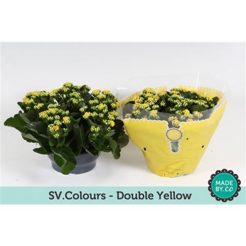 Kalanchoe rosalina geel