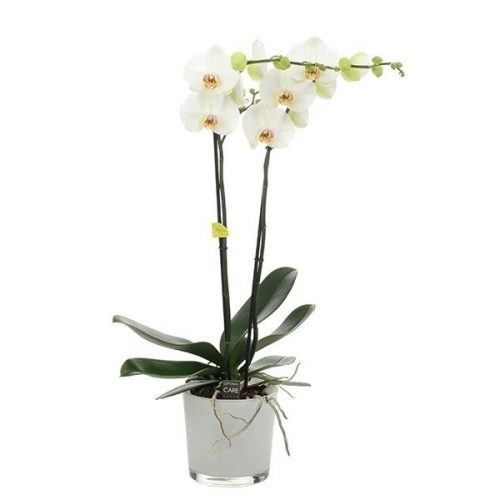 Phalaenopsis bijoux pearl pmelk