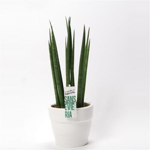 Sansevieria cylindrica bacularis