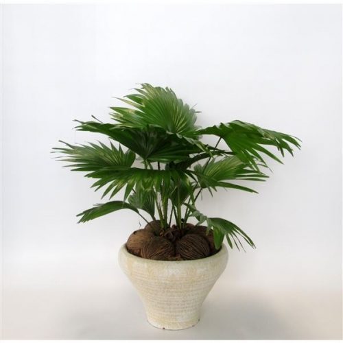 Livistonia rotundifolia