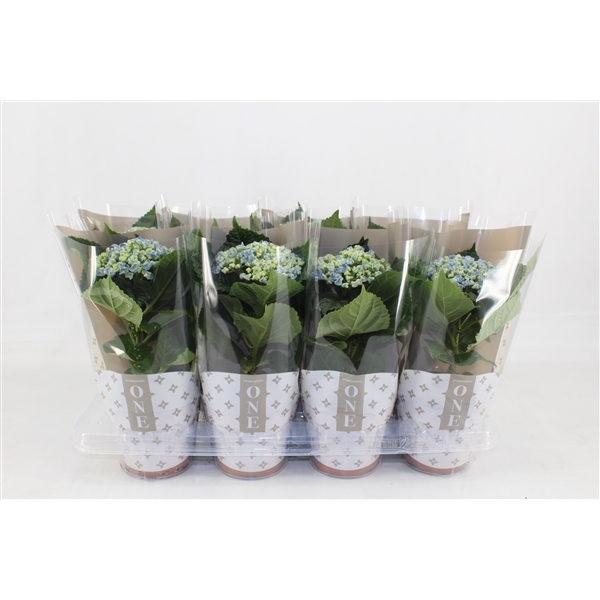 Hydrangea macr. one curly wurly blue