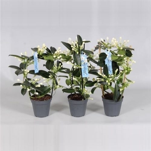 Stephanotis floribunda mix