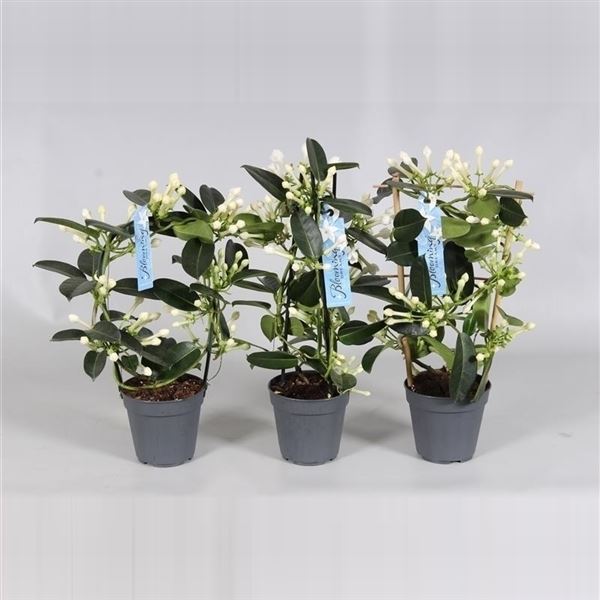 Stephanotis floribunda mix