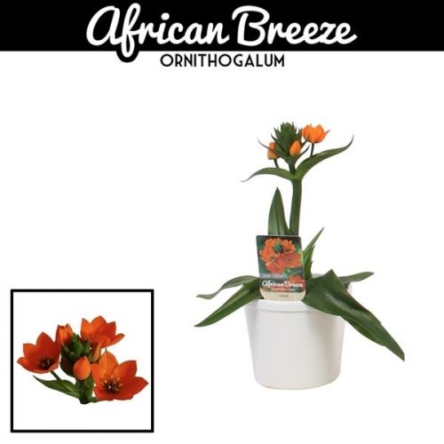 Ornithogalum dubium in ompot annabel wit