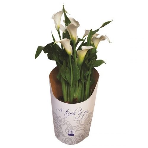 Zantedeschia wit