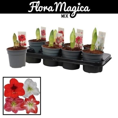 Hippeastrum mix standaard
