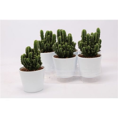 Cereus peruvianus paolina