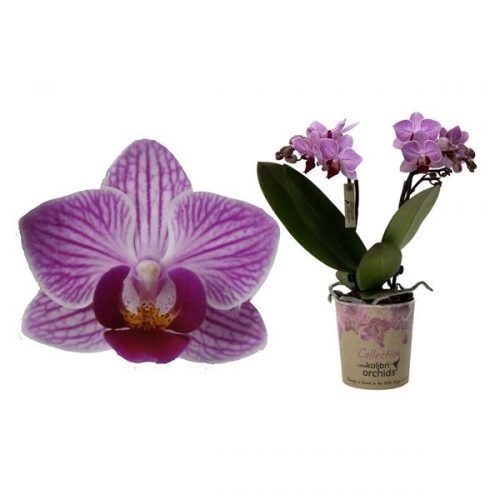 Phalaenopsis multiflora kolibri orchid scotland