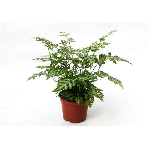 Pteris ensiformis evergemiensis