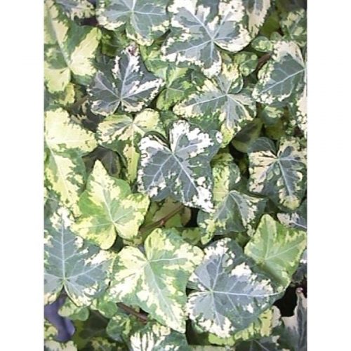 Hedera helix golden kolibri