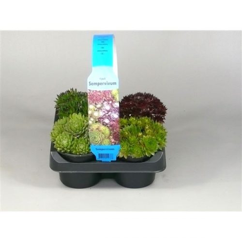 Sempervivum mix