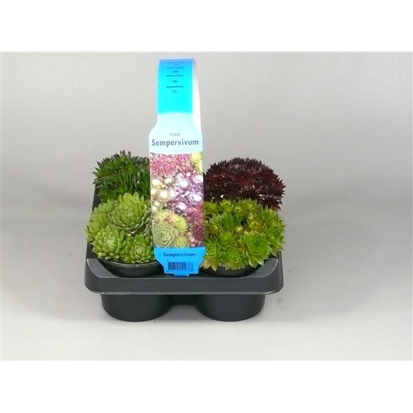 Sempervivum mix
