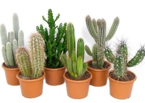 Cactus mix canarias can07