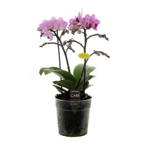 Phalaenopsis multiflora lotte