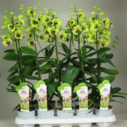 Dendrobium sa-nook anna green