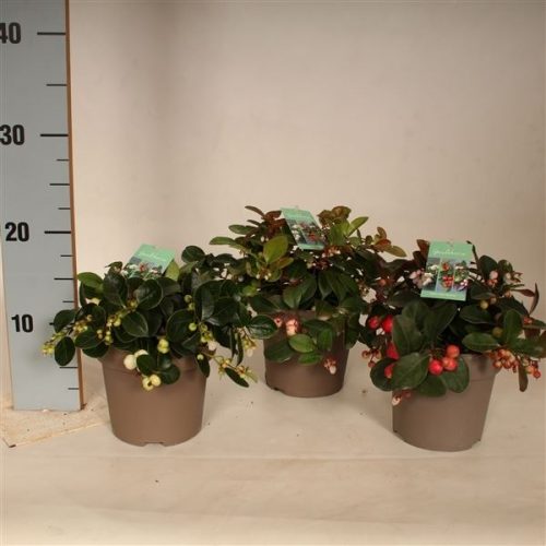 Gaultheria procumbens big berry