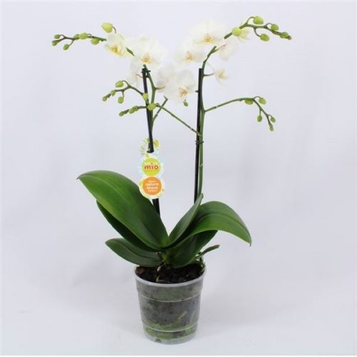 Phalaenopsis multiflora snowflake