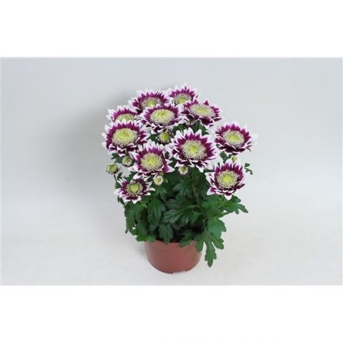 Chrysanthemum splash rocker