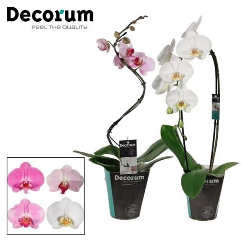 Phalaenopsis mix vormen mix