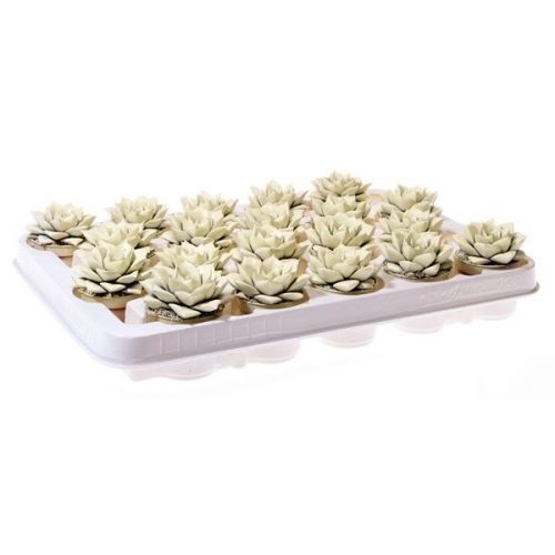 Echeveria rainbow purper soft yellow