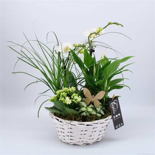 Phal-2036w phalaenopsis creatie	-	2	-	Adet